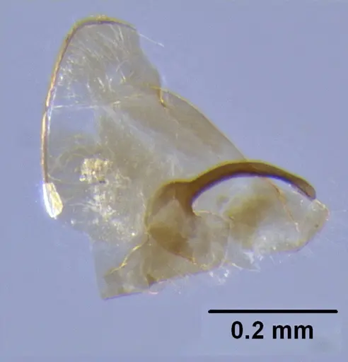 Meranoplus niger specimen CASENT0171193 image casent0171193_1