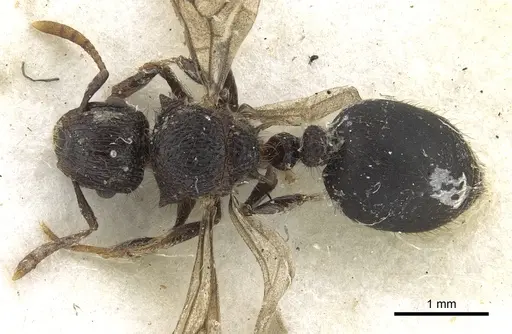 Meranoplus niger specimen CASENT0902040 image casent0902040_1