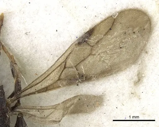 Meranoplus niger specimen CASENT0902040 image casent0902040_4