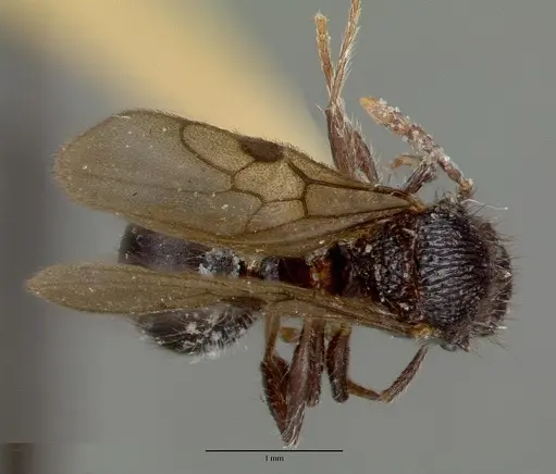 Meranoplus niger specimen CASTYPE06968-01 image castype06968-01_1