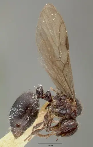Meranoplus niger specimen CASTYPE06968-01 image castype06968-01_3