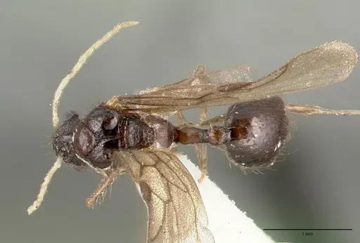 Meranoplus niger specimen CASTYPE06968-02 image castype06968-02_1