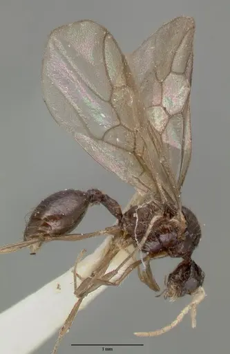 Meranoplus niger specimen CASTYPE06968-02 image castype06968-02_3