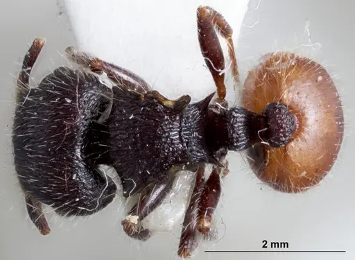Meranoplus occidentalis specimen ANTWEB1041387 image antweb1041387_1