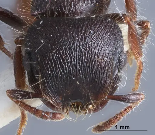 Meranoplus occidentalis specimen ANTWEB1041387 image antweb1041387_2