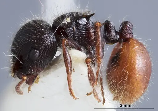 Meranoplus occidentalis specimen ANTWEB1041387 image antweb1041387_3
