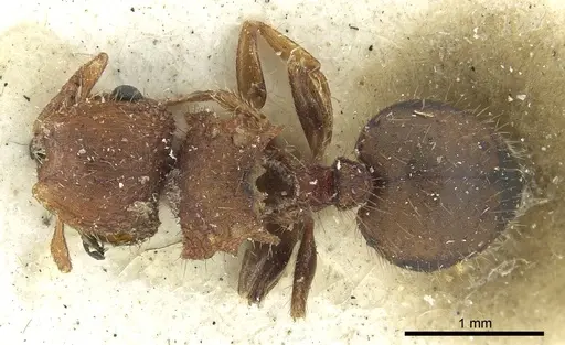 Meranoplus oceanicus specimen CASENT0902047 image casent0902047_1