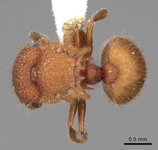 Meranoplus oceanicus specimen CASENT0922913 image casent0922913_1