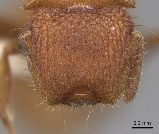 Meranoplus oceanicus specimen CASENT0922913 image casent0922913_2
