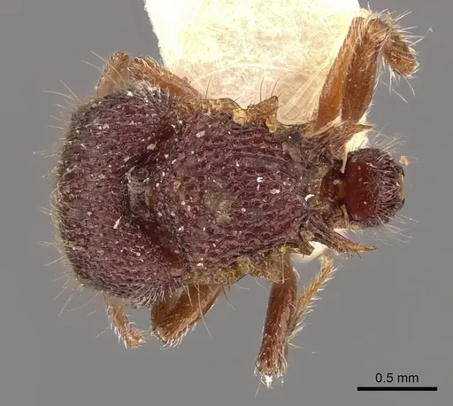 Meranoplus oxleyi specimen CASENT0908937 image casent0908937_1