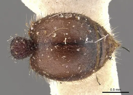 Meranoplus oxleyi specimen CASENT0908937 image casent0908937_2