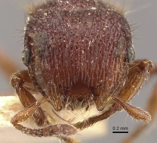 Meranoplus oxleyi specimen CASENT0908937 image casent0908937_3