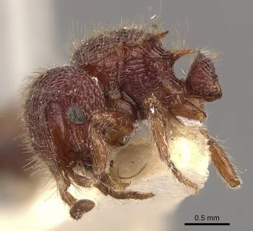 Meranoplus oxleyi specimen CASENT0908937 image casent0908937_4