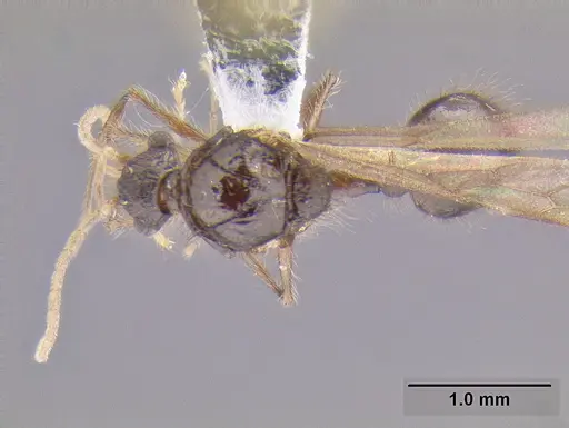 Meranoplus parviumgulatus specimen CASENT0171191 image casent0171191_1