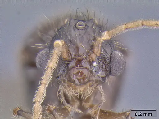 Meranoplus parviumgulatus specimen CASENT0171191 image casent0171191_2