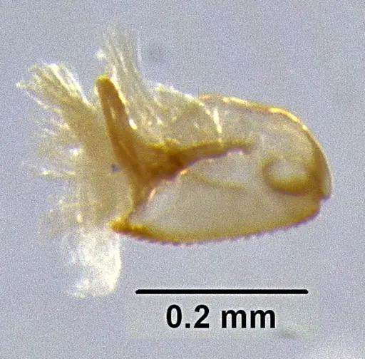Meranoplus parviumgulatus specimen CASENT0171191 image casent0171191_3