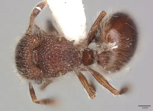 Meranoplus peringueyi specimen CASENT0100863 image casent0100863_1