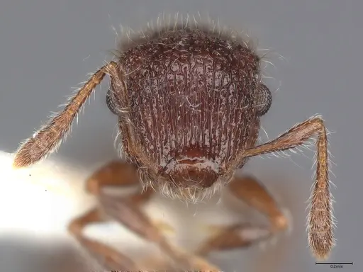 Meranoplus peringueyi specimen CASENT0100863 image casent0100863_2