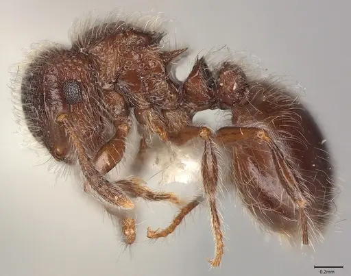 Meranoplus peringueyi specimen CASENT0100863 image casent0100863_3