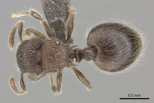 Meranoplus peringueyi specimen CASENT0235914 image casent0235914_1