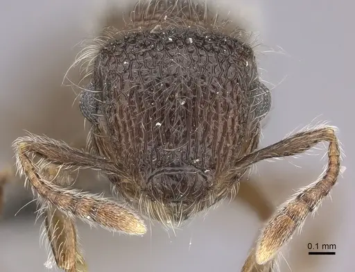 Meranoplus peringueyi specimen CASENT0235914 image casent0235914_2