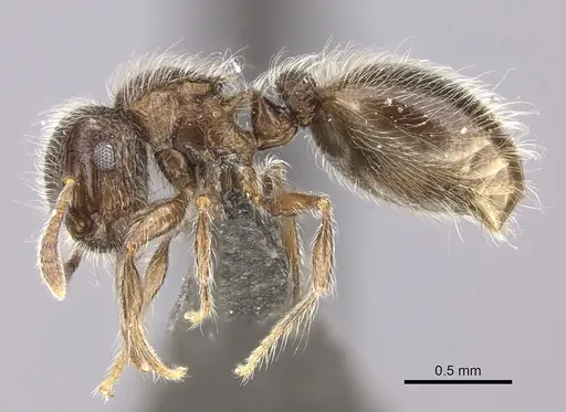 Meranoplus peringueyi specimen CASENT0235914 image casent0235914_3