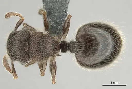 Meranoplus peringueyi specimen CASENT0259000 image casent0259000_1