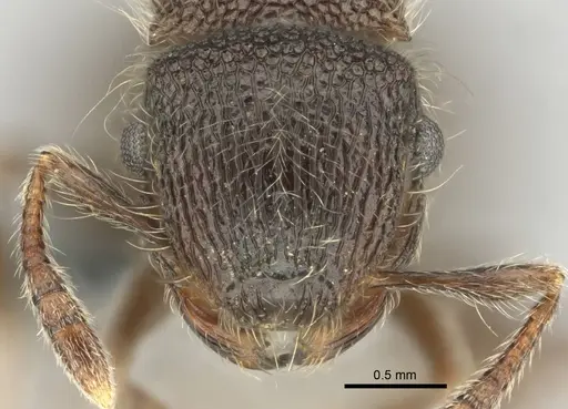 Meranoplus peringueyi specimen CASENT0259000 image casent0259000_2