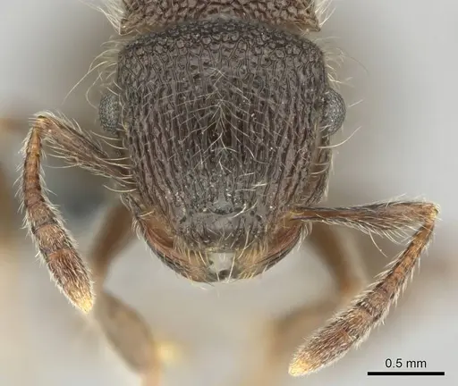 Meranoplus peringueyi specimen CASENT0259000 image casent0259000_3