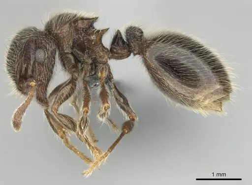 Meranoplus peringueyi specimen CASENT0259000 image casent0259000_4