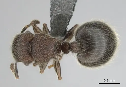 Meranoplus peringueyi specimen CASENT0813055 image casent0813055_1