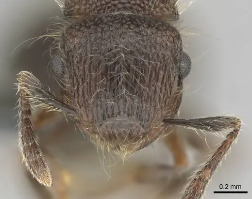 Meranoplus peringueyi specimen CASENT0813055 image casent0813055_2