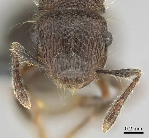 Meranoplus peringueyi specimen CASENT0813055 image casent0813055_3