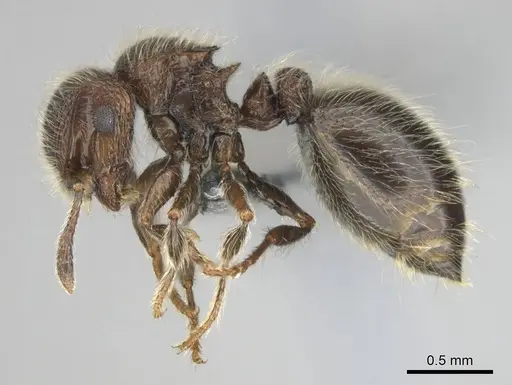 Meranoplus peringueyi specimen CASENT0813055 image casent0813055_4