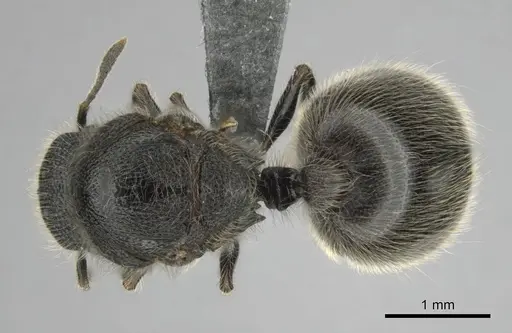 Meranoplus peringueyi specimen CASENT0813056 image casent0813056_1