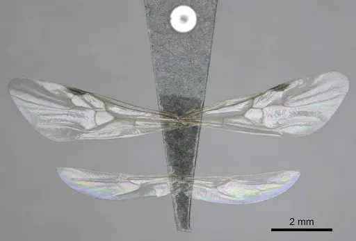 Meranoplus peringueyi specimen CASENT0813056 image casent0813056_2