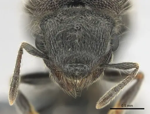 Meranoplus peringueyi specimen CASENT0813056 image casent0813056_3