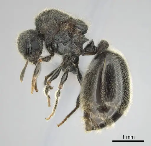 Meranoplus peringueyi specimen CASENT0813056 image casent0813056_4