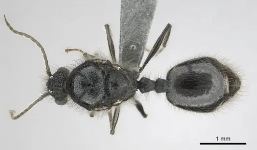 Meranoplus peringueyi specimen CASENT0813057 image casent0813057_1