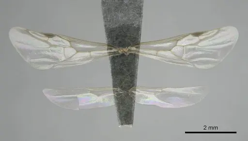 Meranoplus peringueyi specimen CASENT0813057 image casent0813057_2