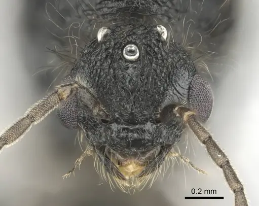 Meranoplus peringueyi specimen CASENT0813057 image casent0813057_3