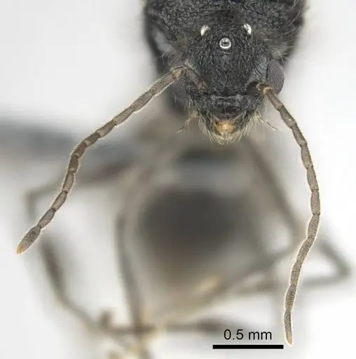 Meranoplus peringueyi specimen CASENT0813057 image casent0813057_4