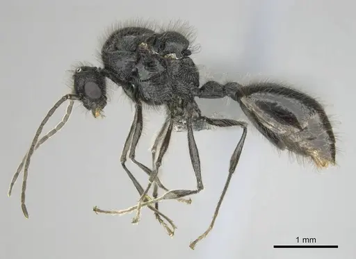 Meranoplus peringueyi specimen CASENT0813057 image casent0813057_5