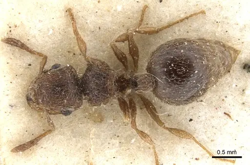 Meranoplus peringueyi specimen CASENT0902016 image casent0902016_1