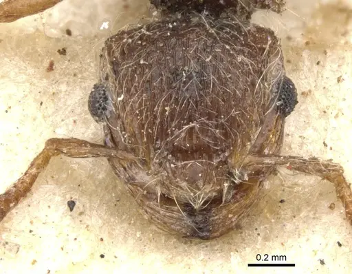 Meranoplus peringueyi specimen CASENT0902016 image casent0902016_2