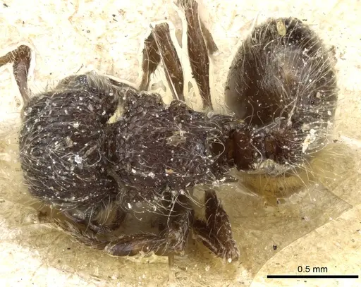 Meranoplus peringueyi specimen CASENT0904680 image casent0904680_1