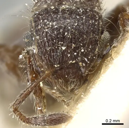 Meranoplus peringueyi specimen CASENT0904680 image casent0904680_2