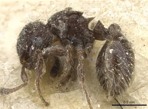 Meranoplus peringueyi specimen CASENT0904680 image casent0904680_3