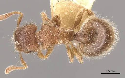 Meranoplus peringueyi specimen CASENT0908930 image casent0908930_1