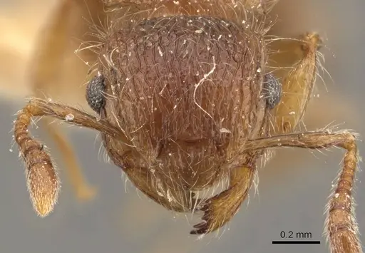 Meranoplus peringueyi specimen CASENT0908930 image casent0908930_2